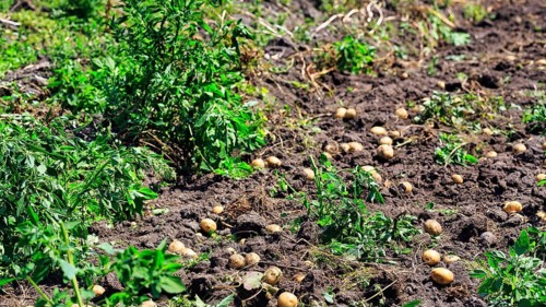 Potato field