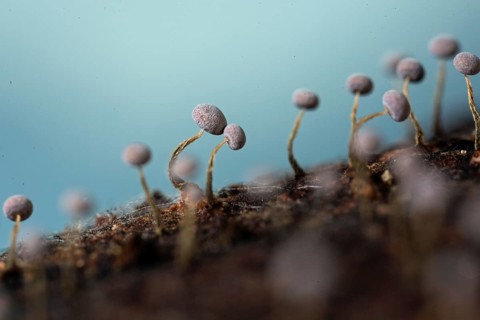 Yellow-grey stalk some fruiting bodies with brownish curved stems and grey hats on tree trunk against blue sky