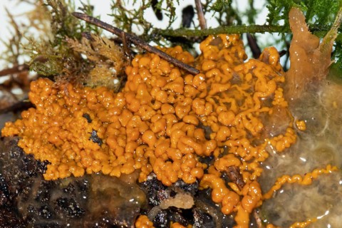 Slime mould Plasmodium multinucleate gelatinous orange mass on tree trunk