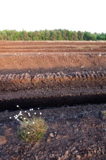 Peat cutting