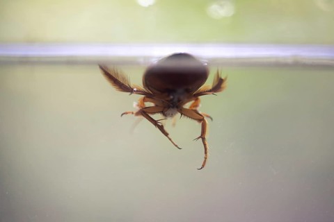 Great diving beetle