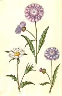 Fragrant Musk Flower