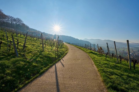 Vineyard path