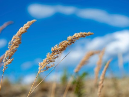 Grasses at Partwitz Lake