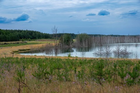 Trees planted for the recultivation of Lake Senftenberg