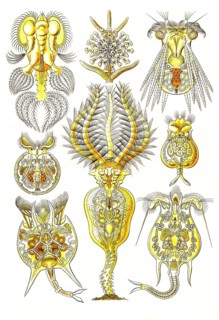 Rotatoria