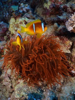 Pair of red sea clownfish