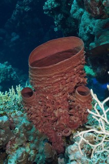 Spiny tube sponge