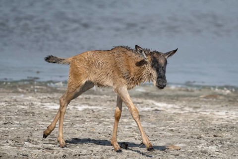 Wildebeest
