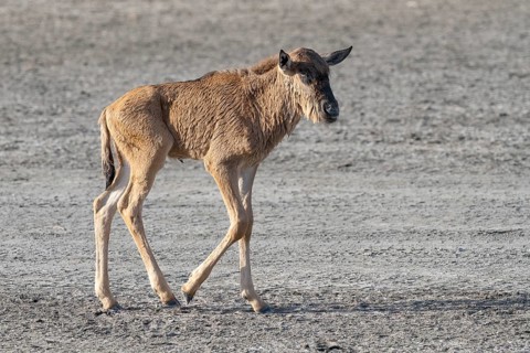 Wildebeest