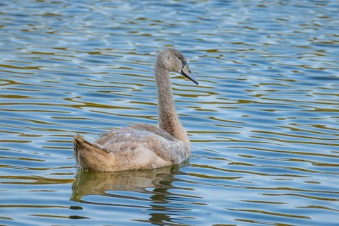 Mute Swan