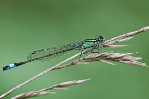 Blue-tailed damselfly