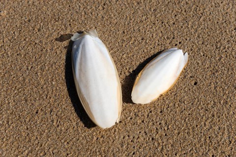Common cuttlefish