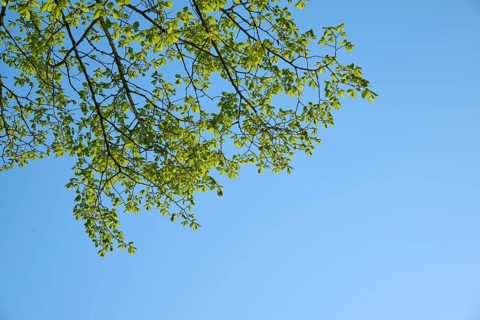 Hornbeam