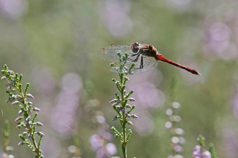Vagrant darter