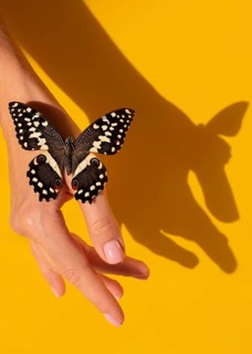 Close up view beautiful butterfly hand