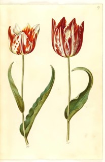 Garden tulip