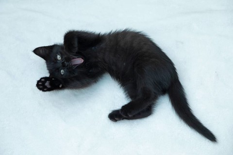 Nine-week-old black kitten lying on floor