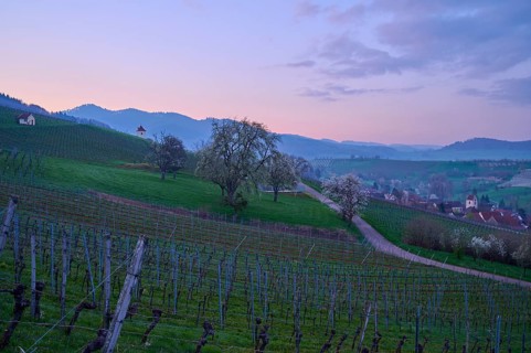 Vineyards