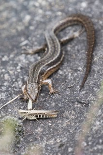 Viviparous lizard