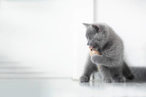 British Shorthair male