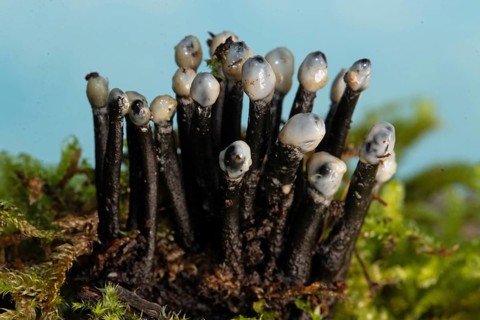 Conidia black cup secondary fruit form several black rough stems and egg-shaped milk-white heads next to each other on tree stump with green moss against blue sky