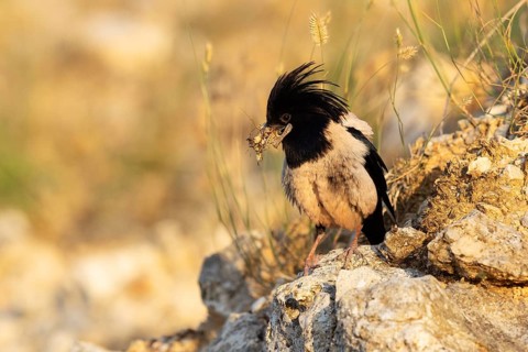 Roseate starling