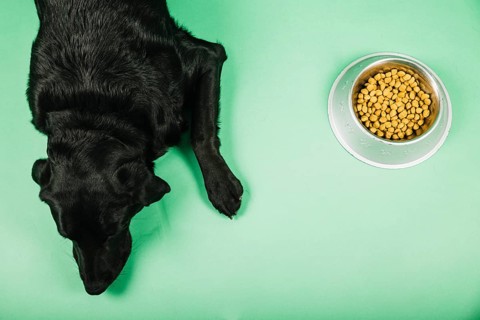 From dog near food