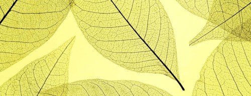 Top view colored translucent leaves