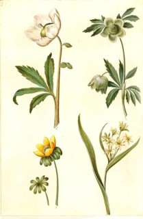 Snow rose