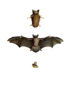 Mammals
