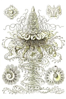Siphonophora