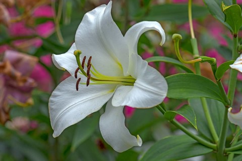 White lily
