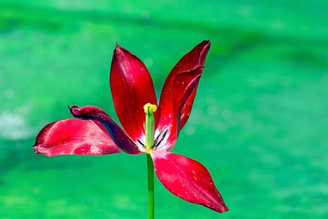 Faded tulip blossom