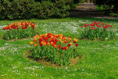 Tulips