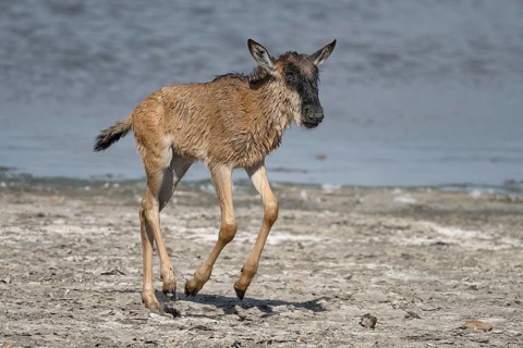 Wildebeest