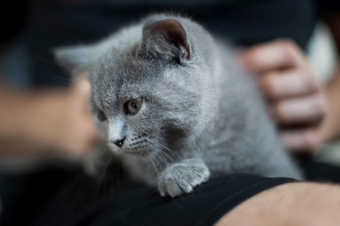 British Shorthair male