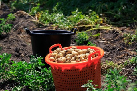 Potato harvest