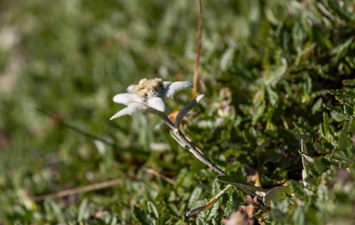 Alpine edelweiss