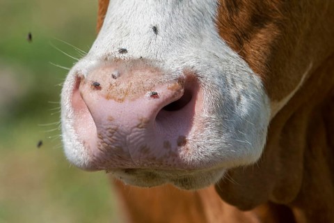 Flying on a cattle mouth