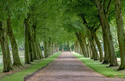 Avenue of trees at Luetetsburg Castle