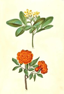 Fragrant jasmine odoratissimum