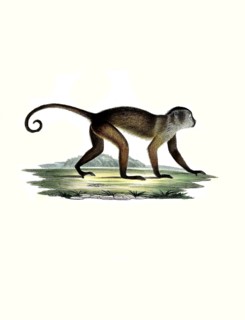 Mammals