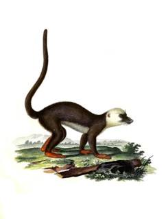 Mammals