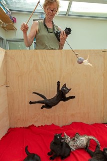 Woman makes nine-week-old kitten jump