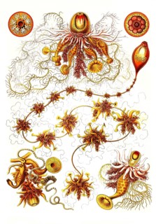 Siphonophores