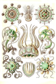 Narcomedusae