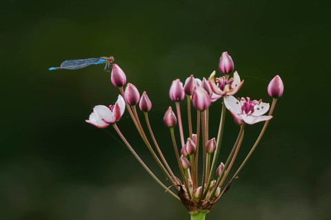 Small red-eyed damselfly
