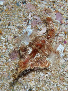 Little dragonfish