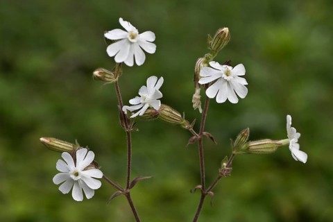 White campion